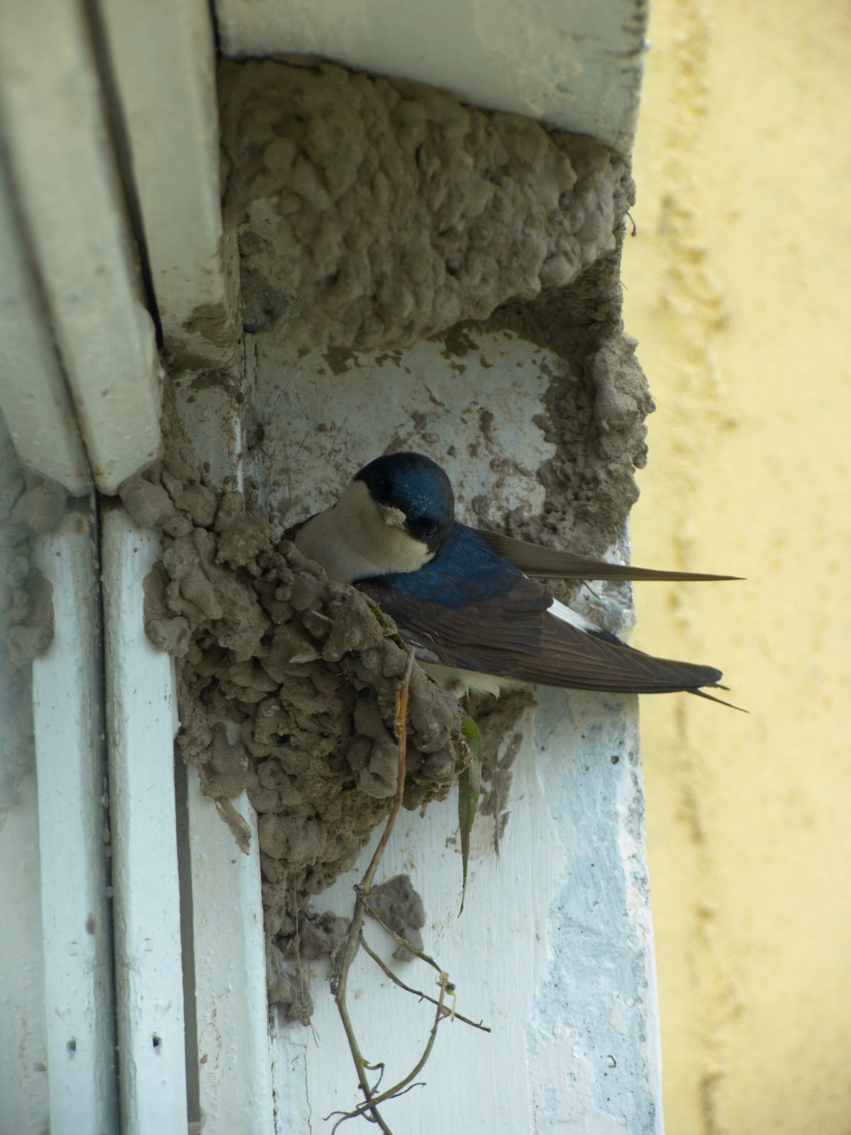 Соседи по дому