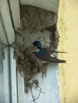 Соседи по дому