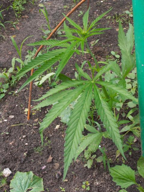 "Смешная" травка