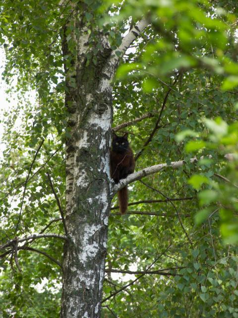 Кошара (мне кажется похож на филина)