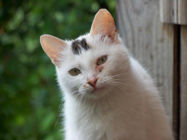 Кошка Масяня (почти портретное фото :))