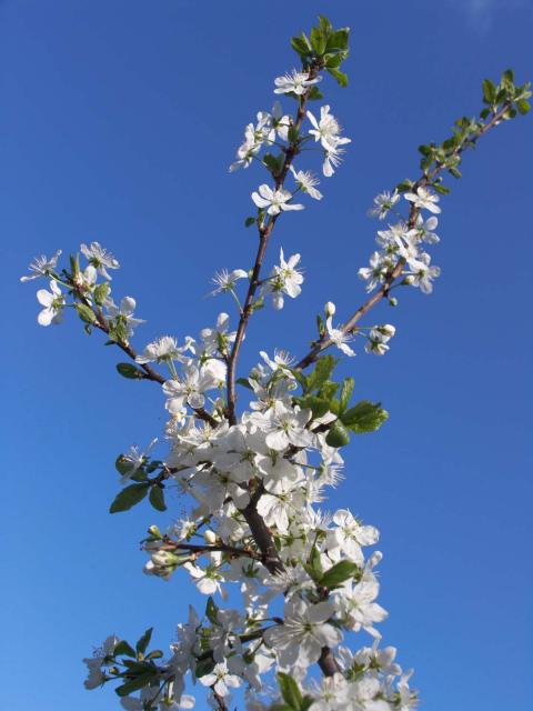 Цветущая вишня