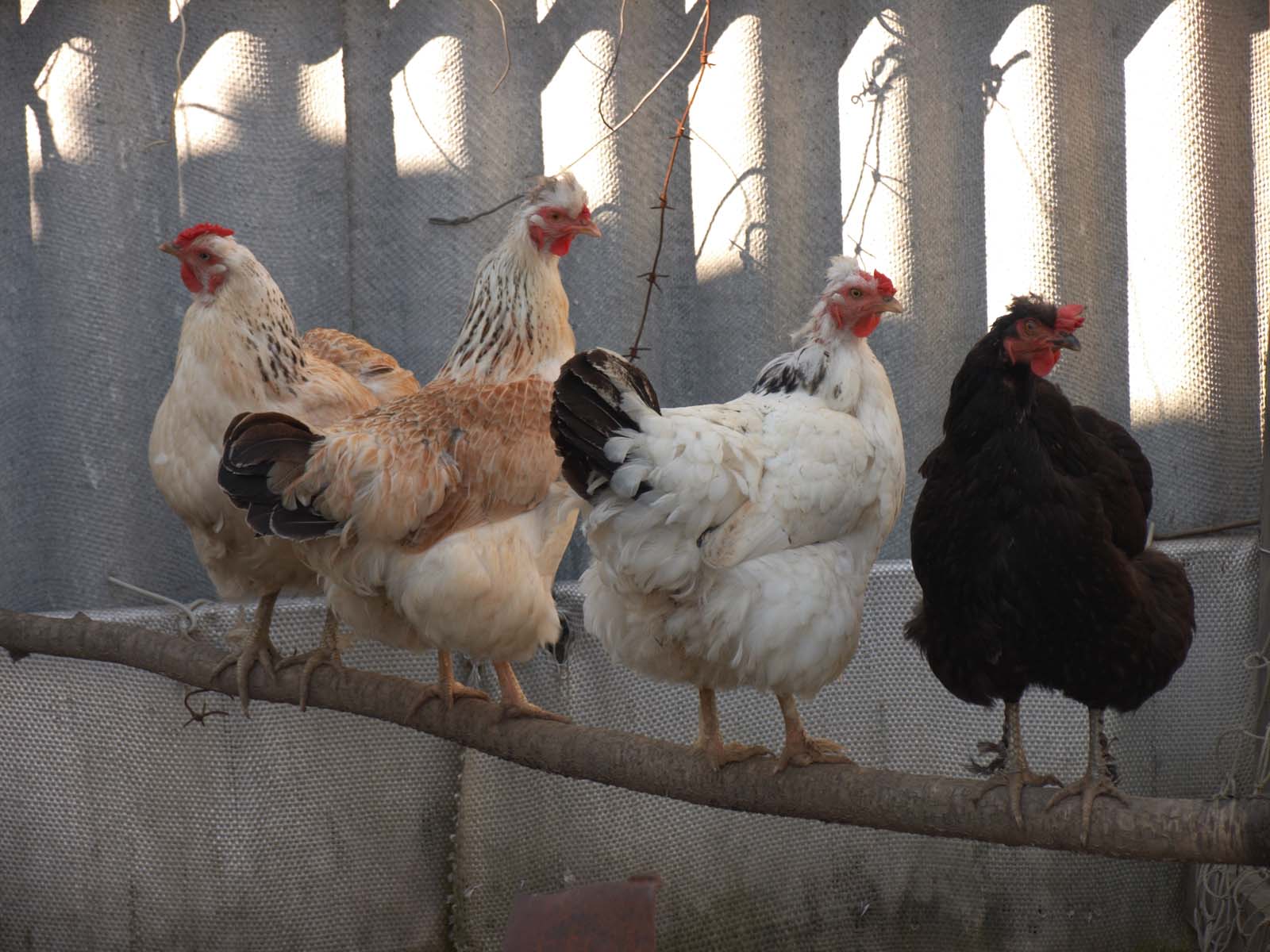 Девченки.....