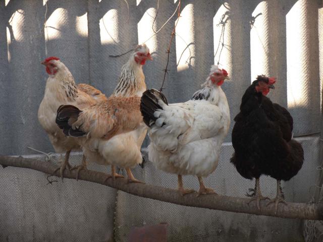 Девченки.....