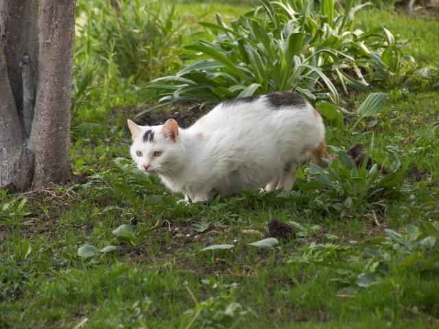 Кошка в "джунглях"