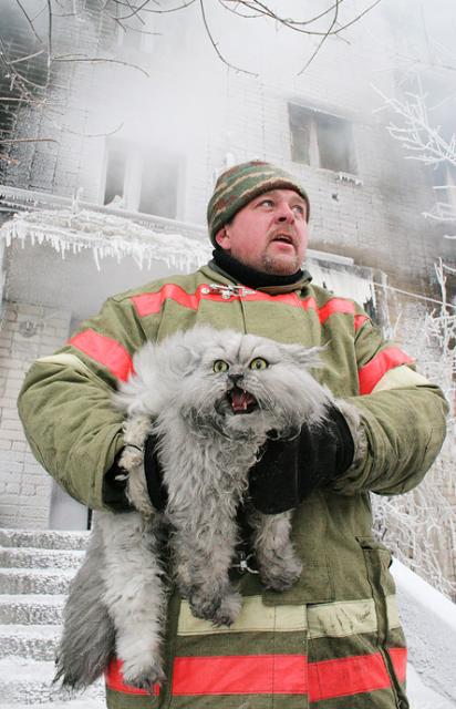 "пожарный" кот