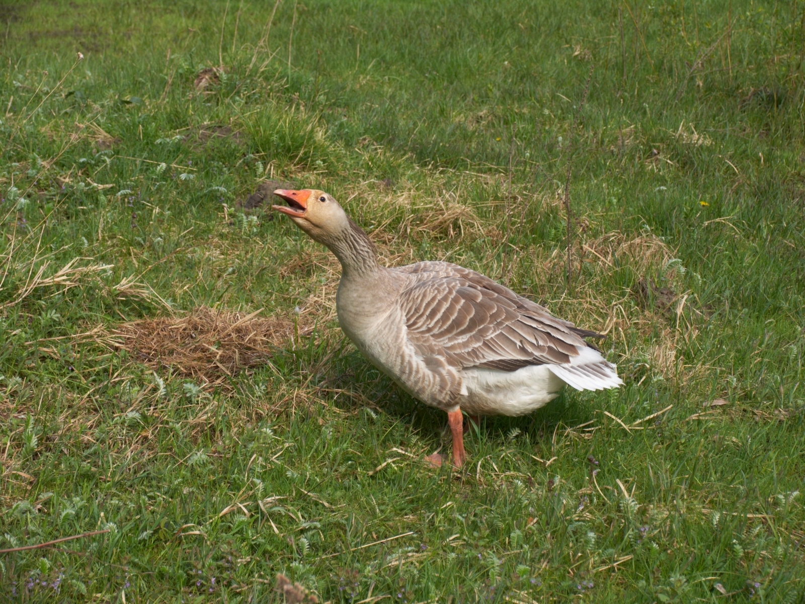 CRW_3983.jpg