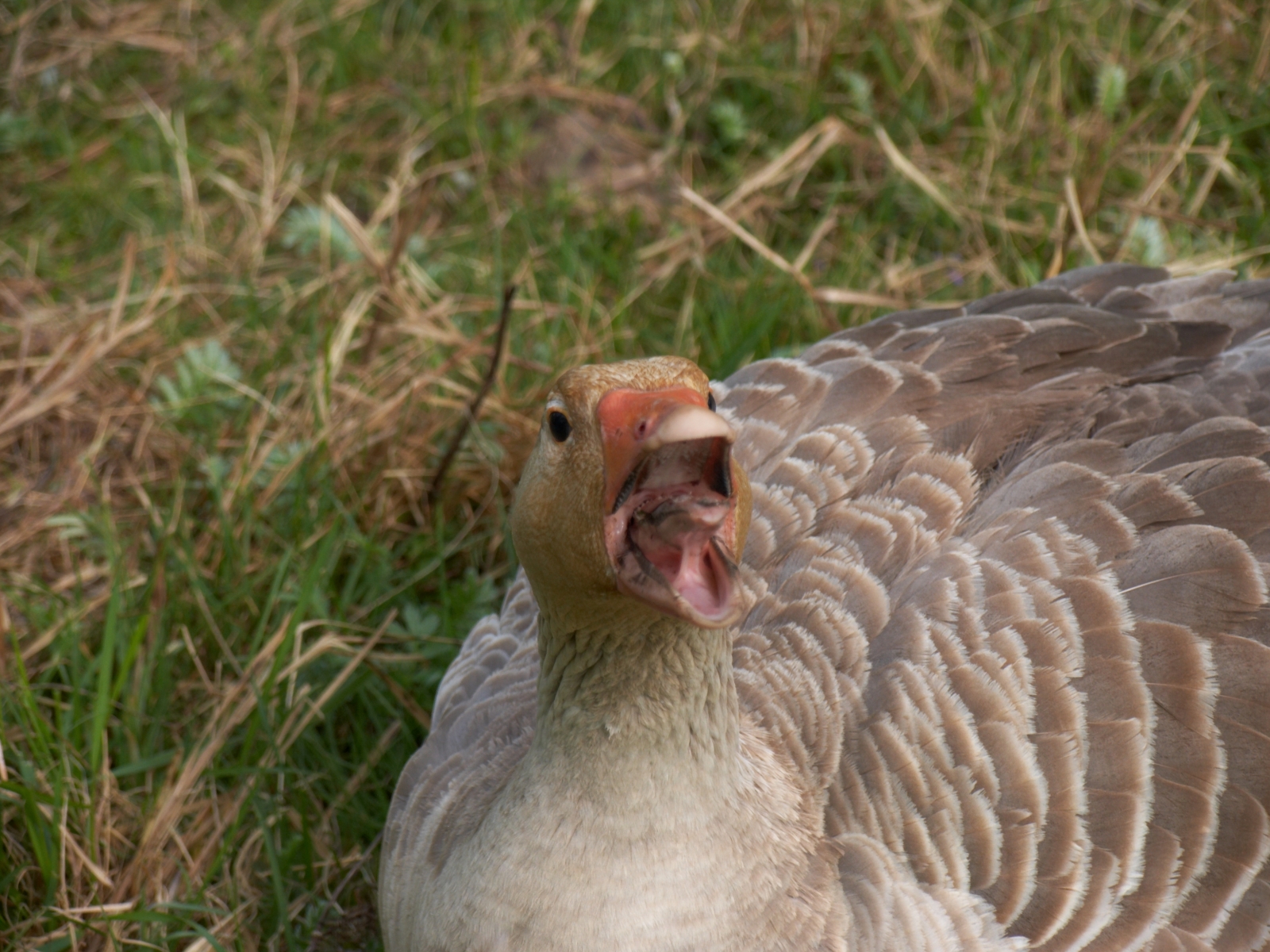 CRW_3987.jpg