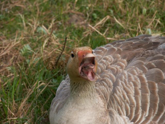 CRW_3987.jpg