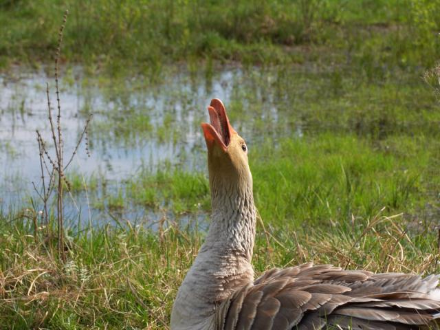 CRW_3996.jpg
