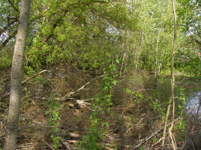 CRW_4105.jpg