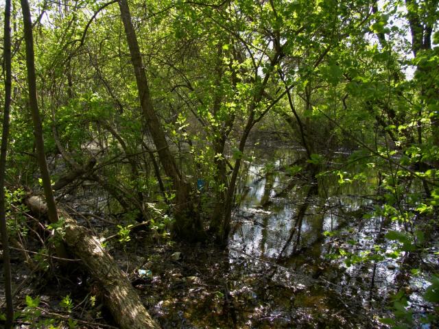 CRW_4118.jpg