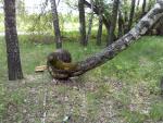 IMG_20130510_131232387.jpg