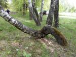IMG_20130510_131240911.jpg